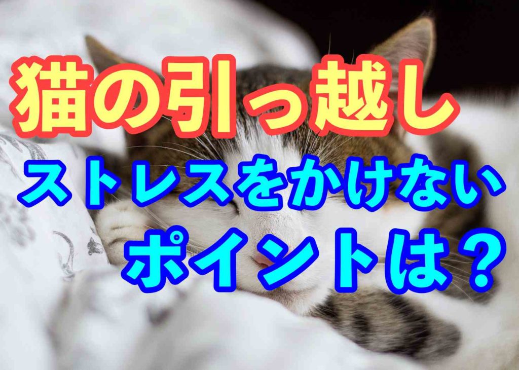 引っ越しで猫にストレスをかけずに新生活を迎える方法とは 人生を変える引っ越し術